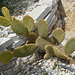 Symi Paradise, The Cactus Looks Like an Animal (Winged Rabbit)