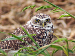 Burrowing Owl, ENDANGERED - from the archives