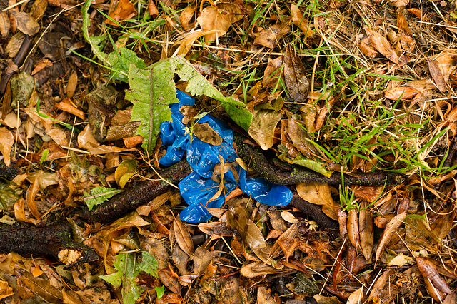 Autumn Leaves in June, and a Discarded Glove