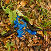 Autumn Leaves in June, and a Discarded Glove