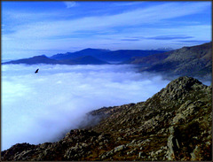 Vulture and fog, below Cancho Largo, La Sierra de La Cabrera. H. A. N. W. E. everybody!