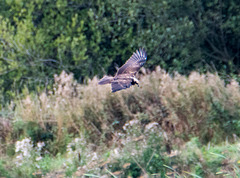 A distant photo of a marsh harrier