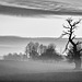 Nov 26: dead tree in the mist