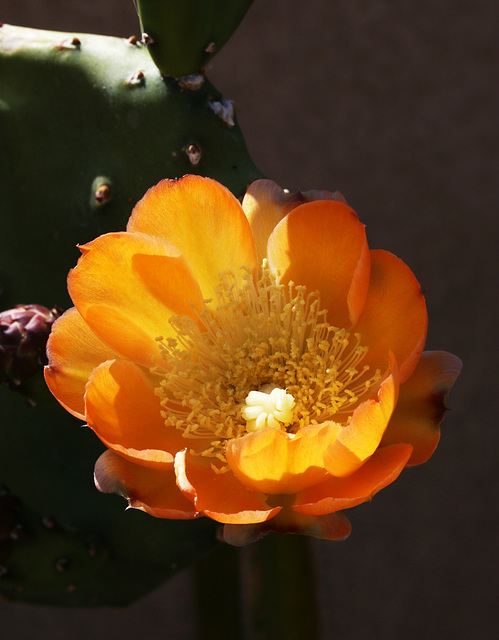 Cactus Flower (5296)