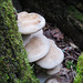 Fungus at base of a tree
