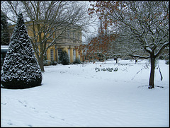garden in the snow