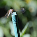Dragon fly - how do they see the world