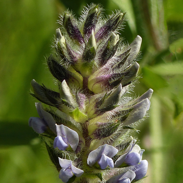 Indian Breadroot / Pediomelum esculentum