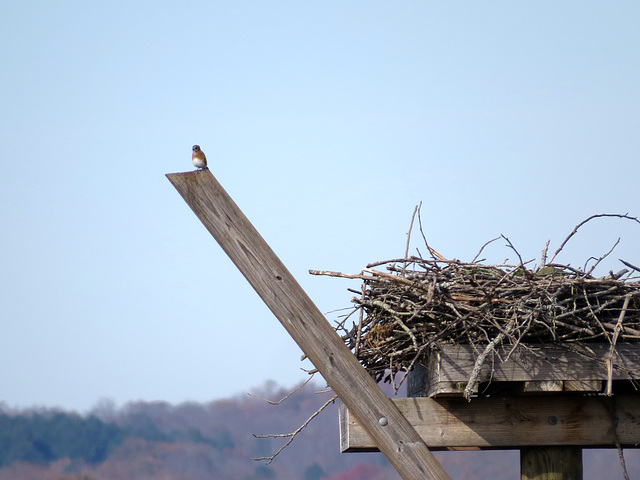 Eastern bluebird by osprey nest