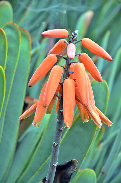 Blüten der Aloe plicatilis