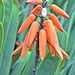 Blüten der Aloe plicatilis