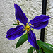 20200804 9597CPw [D~LIP] Waldrebe (Clematis SoMany Blue Flowers), Bad Salzuflen