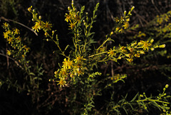 Dittrichia graveolens, Asteraceae