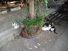 Zone féline / Meow meow  thaï zone