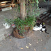 Zone féline / Meow meow  thaï zone