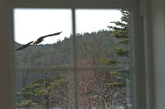 Eagle outside the window