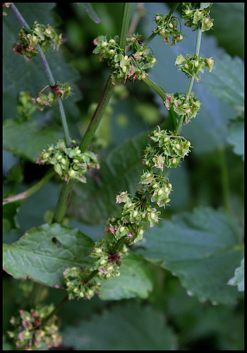 Rumex obtusifolius Rumex obtusifolius