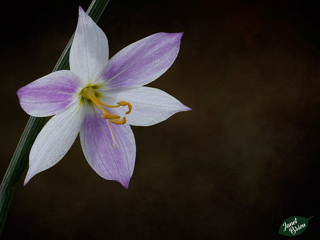 75/366: Rare Pink and White Grass Widow (+ 3 insets)