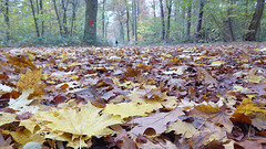 Waldweg, von Blättern bedeckt
