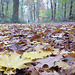 Waldweg, von Blättern bedeckt