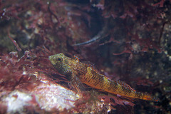 Spitzkopfschleimfisch (Wilhelma)