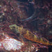 Spitzkopfschleimfisch (Wilhelma)