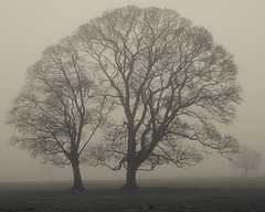 Nov 29: foggy tree