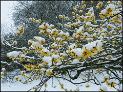 yellow blossom in the snow