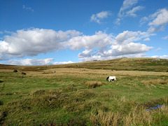 Dartmoor Nationalpark