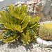 Symi Paradise, Green Cactus and One More Plant