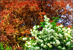 Red Beech and snowball (Fagus --Viburnum)