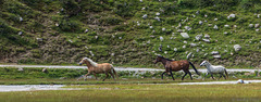 Halbwild-Pferde am Rifflsee  (© Buelipix)