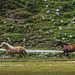 Halbwild-Pferde am Rifflsee  (© Buelipix)