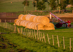 Farm Scene in Late Light