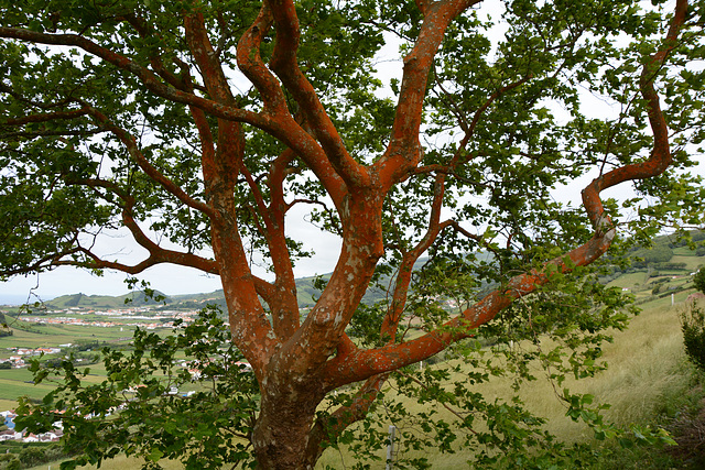 Azores, The Island of Faial, Maple with Red Bark