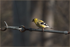 American goldfinch waiting to get at the seed feeder