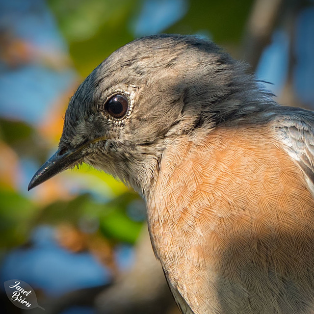 Female Western Bluebird...and...We're Going Camping Again!!! (+3 insets!)