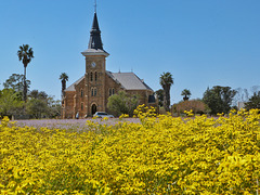 Spring flowers, Nieuwoudtville, Namaqualand, South Africa
