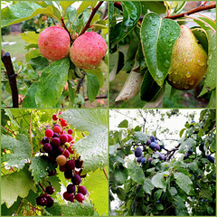 Collage of fruits and raindrops