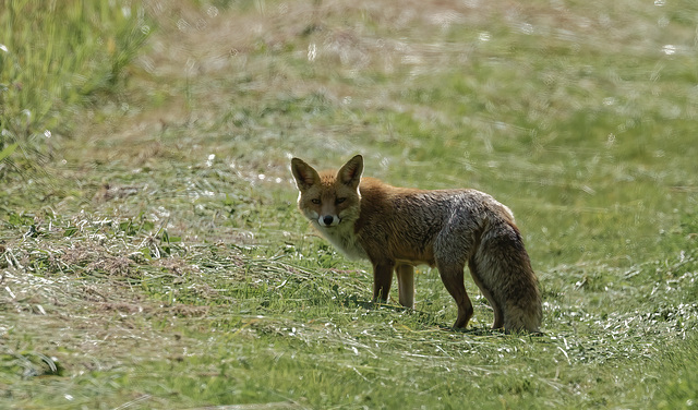 Renard roux male adulte - red fox adult male