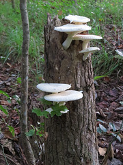 Fungi on a dead tree stump