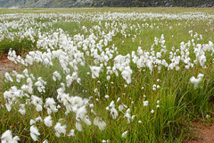 Iceland, Eriophorum Scheuchzeri (Arctic Cotton) in Landmannalaugar