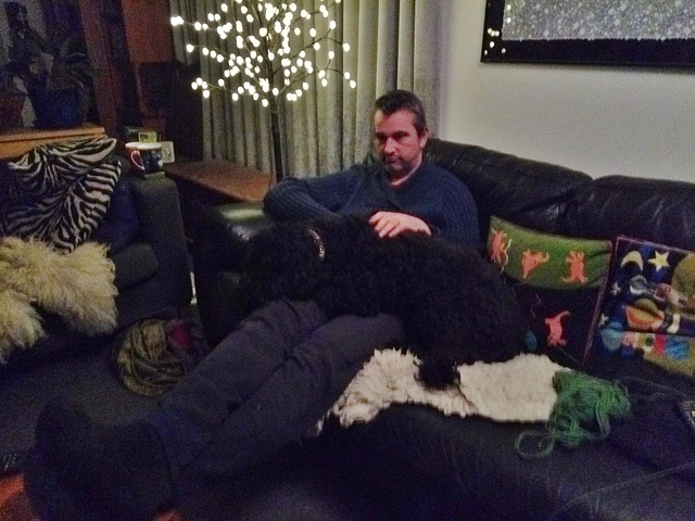 Elvis is a lap dog
