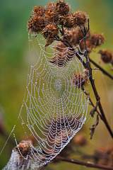 Spinnennetz im Morgentau - Spider's web in the morning dew