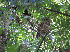 Barred owl being harassed by a crow