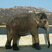 Amer- Elephant
