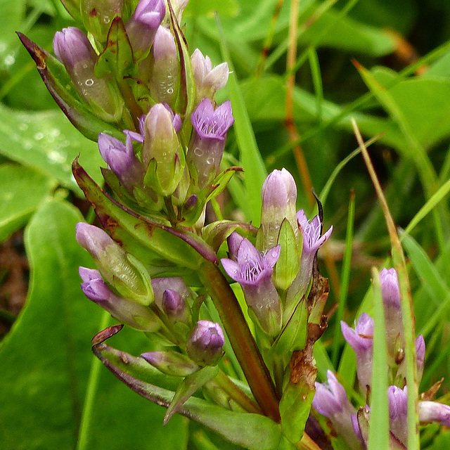 Northern Gentian