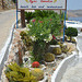 Floristic Site of Symi Paradise