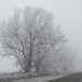 Fog and hoar frost