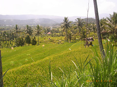 Reisfelder unterwegs